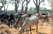 Madras HC stays ban on sale of cattle for slaughter